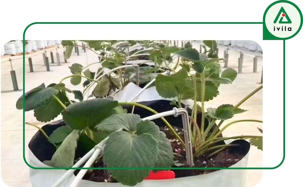 hệ thống tưới cây nhỏ giọt