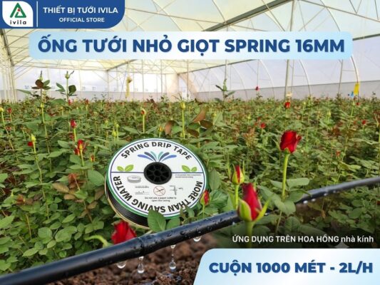 tưới hoa hồng bằng ống nhỏ