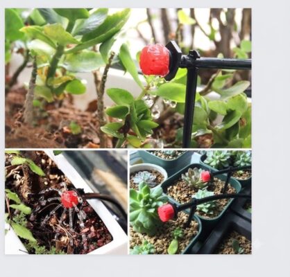 tưới nhỏ giọt sen đá